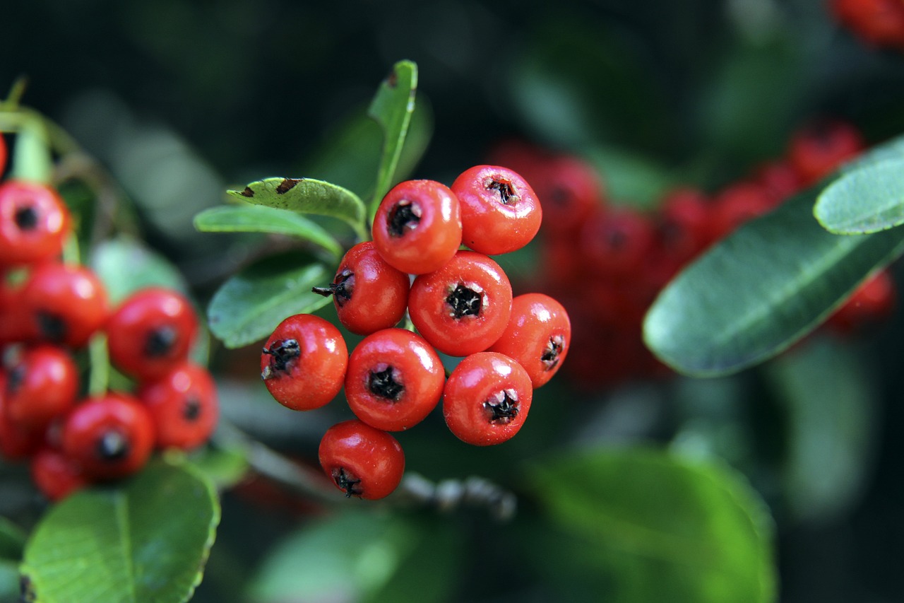 控球后卫王 控球后卫王